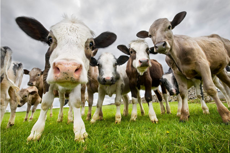 cows