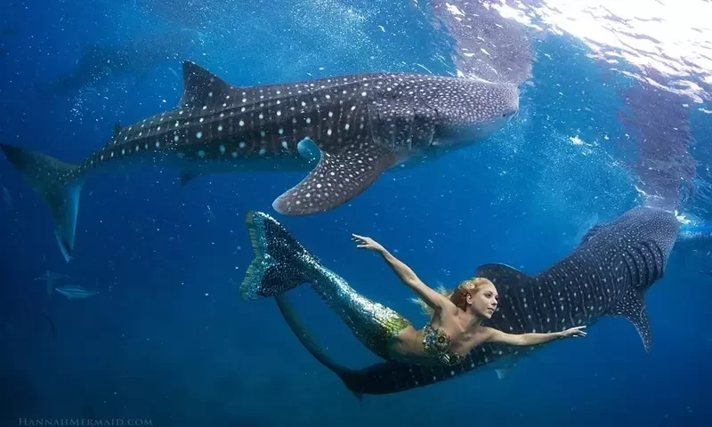 mermaid