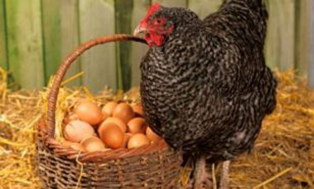 What came first, the chicken or the egg?