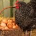 What came first, the chicken or the egg?