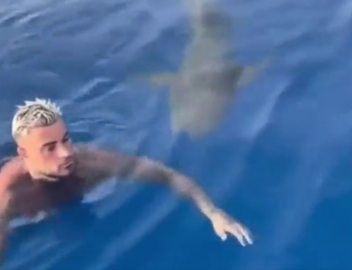 Shark