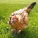 hen