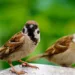 sparow