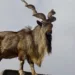 markhor