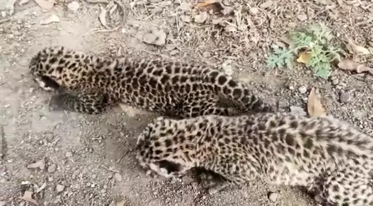 leapord