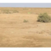 cholistan