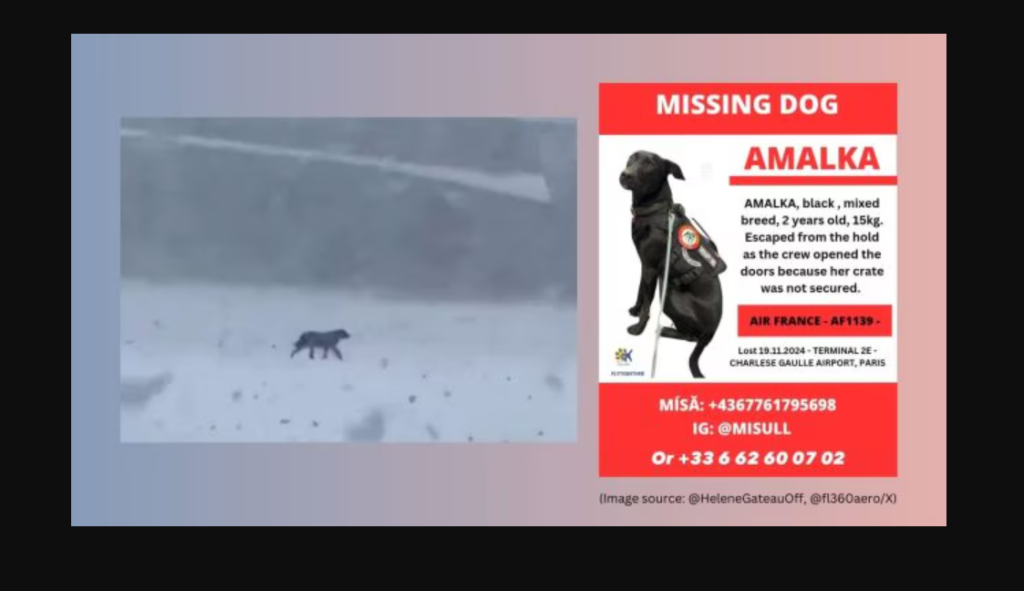 Paris airport temporarily shuts runways to search for missing support dog Amalka