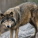 Sweden allows nearly 10% of wolf population to be killed. The government wants an even more drastic cull