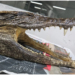 Man with crocodile skull in luggage arrested at Delhi airport