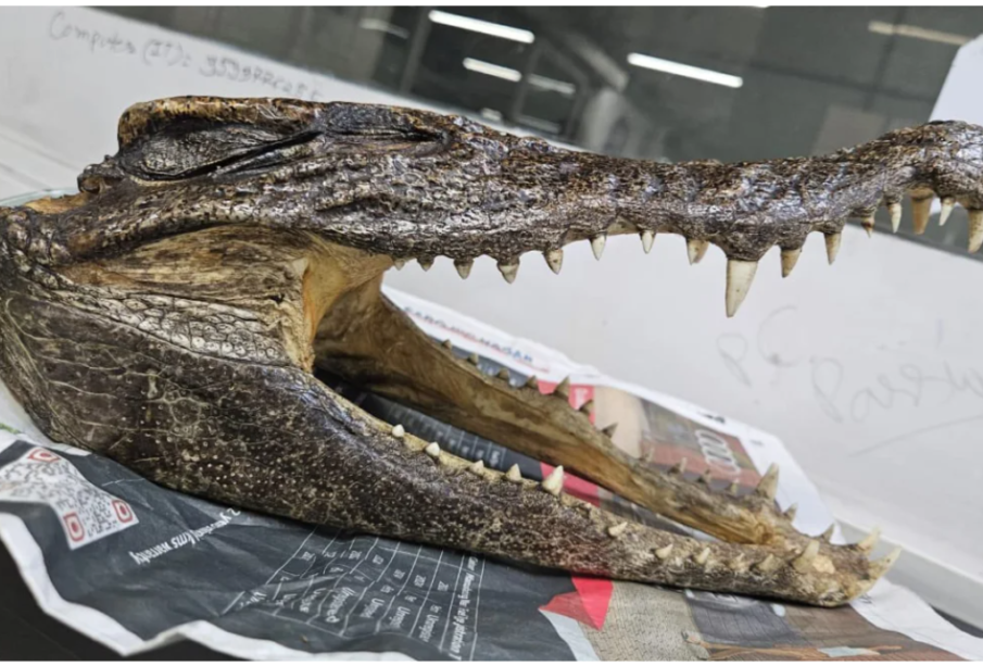 Man with crocodile skull in luggage arrested at Delhi airport