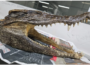 Man with crocodile skull in luggage arrested at Delhi airport