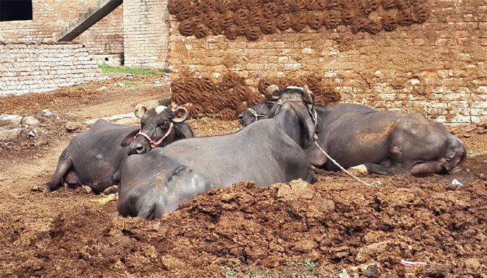 muzafargarh
