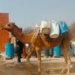 camel